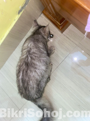 Persian Cat Female